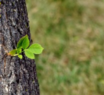 Growth Hacking