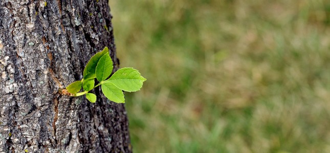 Growth Hacking