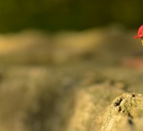 Leap of faith